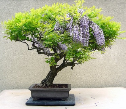 20 Idei originale pentru creșterea bonsai