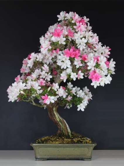 20 Idei originale pentru creșterea bonsai