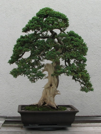 20 Idei originale pentru creșterea bonsai