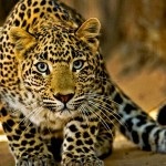 25 Interesante despre ghepardi