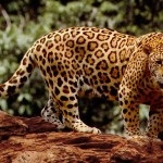 25 Interesante despre ghepardi