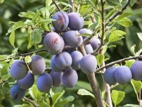 5 Cele mai periculoase dăunători de prune din grădină, grădinarul (gospodinul)