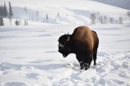 Fapte fascinante despre bizon