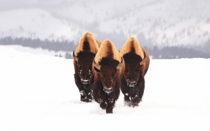 Fapte fascinante despre bizon
