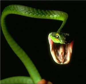 Șapte fapte despre șerpi