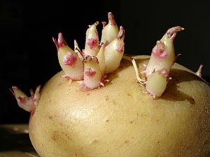 8 Secretele unei recolte bune de cartofi, articole utile pe blogul Becker