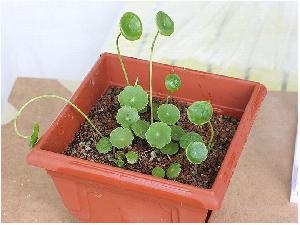 Plante de acvariu, utricularia, cub hemanthus, hemianthus