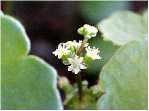 Plante de acvariu, utricularia, cub hemanthus, hemianthus