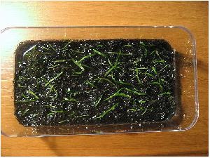 Plante de acvariu, utricularia, cub hemanthus, hemianthus