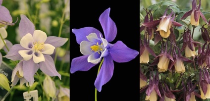 Aquilegia vagy elf cipők