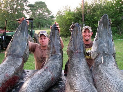 Alligator Pike sau Mississippi panzirnik - monstru de râul Mississippi