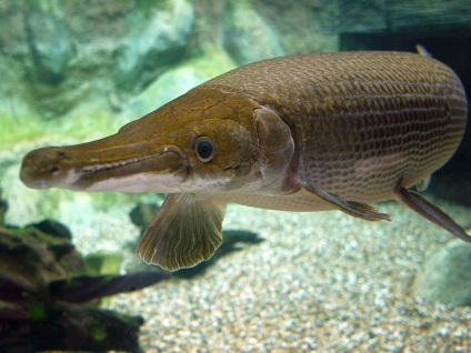 Alligátor csuka vagy Mississippi panzirnik - a Mississippi folyó szörnye