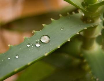 Aloe cu gastrită și ulcer gastric