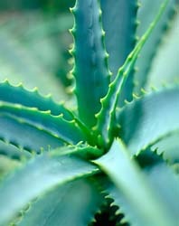 Aloe a kozmetikumokban, otthoni maszkok aloéval különböző bőrtípusokhoz - napló lélek