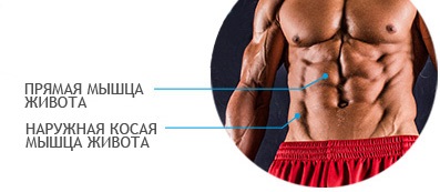 Anatomie și pregătire eficientă a mușchilor abdominali