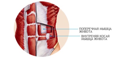 Anatomie și pregătire eficientă a mușchilor abdominali