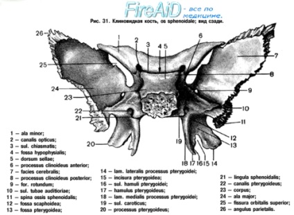 Anatomia osului sferoid