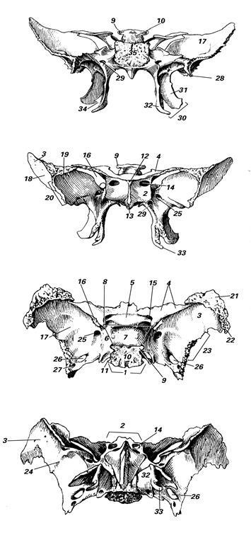 Anatomia osului sferoid