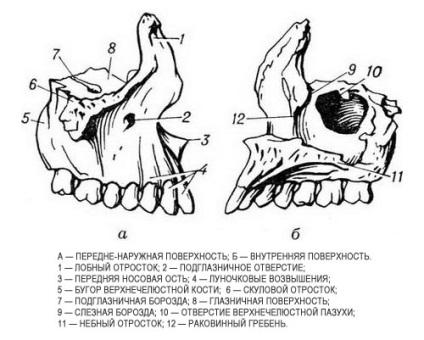 A felső állcsont anatómiája - a fogászat enciklopédiája