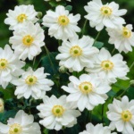 Anemone japoneze de plantare și de îngrijire în teren deschis