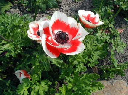 Anemone japoneze de plantare și de îngrijire în teren deschis