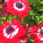 Anemone japoneze de plantare și de îngrijire în teren deschis