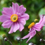 Anemone japoneze de plantare și de îngrijire în teren deschis