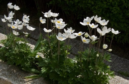 Anemone japoneze de plantare și de îngrijire în teren deschis