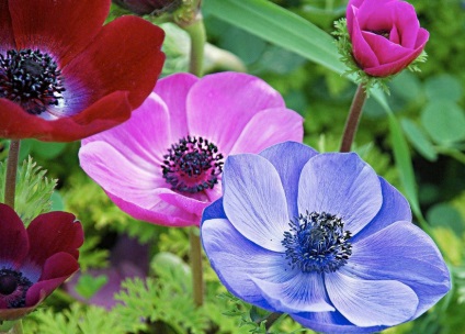 Anemone japoneze de plantare și de îngrijire în teren deschis