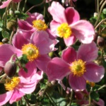 Anemone japoneze de plantare și de îngrijire în teren deschis