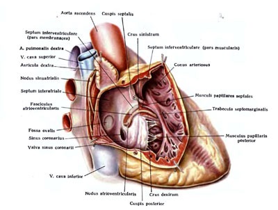 Aorta - științe medicale