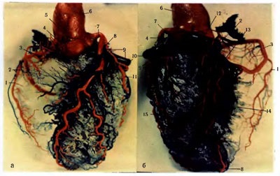 Aorta - științe medicale