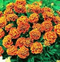 Marigolds - soiuri, fotografii și descriere, ziua de reședință de vară