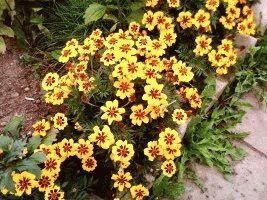 Marigolds - soiuri, fotografii și descriere, ziua de reședință de vară