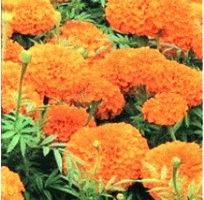 Marigolds - soiuri, fotografii și descriere, ziua de reședință de vară