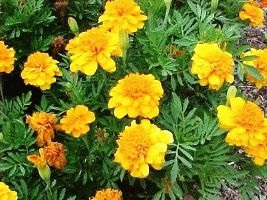 Marigolds - soiuri, fotografii și descriere, ziua de reședință de vară