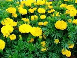 Marigolds - soiuri, fotografii și descriere, ziua de reședință de vară