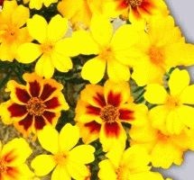 Marigolds - soiuri, fotografii și descriere, ziua de reședință de vară