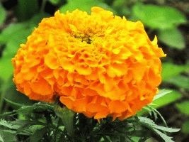 Marigolds - soiuri, fotografii și descriere, ziua de reședință de vară