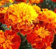 Marigolds - soiuri, fotografii și descriere, ziua de reședință de vară