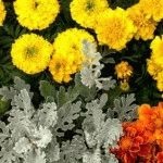 Marigolds - soiuri, fotografii și descriere, ziua de reședință de vară