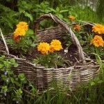 Marigolds - soiuri, fotografii și descriere, ziua de reședință de vară