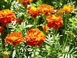 Marigolds - soiuri, fotografii și descriere, ziua de reședință de vară