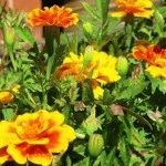 Marigolds - soiuri, fotografii și descriere, ziua de reședință de vară