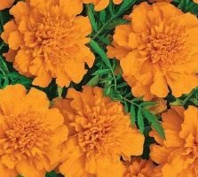 Marigolds - soiuri, fotografii și descriere, ziua de reședință de vară