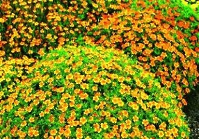 Marigolds - soiuri, fotografii și descriere, ziua de reședință de vară