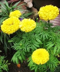 Marigolds - soiuri, fotografii și descriere, ziua de reședință de vară