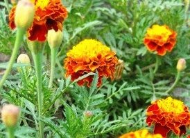 Marigolds - soiuri, fotografii și descriere, ziua de reședință de vară