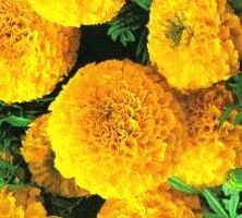 Marigolds - soiuri, fotografii și descriere, ziua de reședință de vară