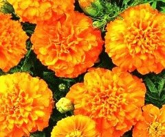 Marigolds - fajták, fotók és leírás, a nyári rezidencia napja